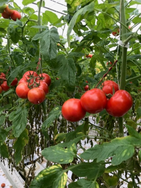 Snelle afrijping en bovenste bladeren nog groen.
