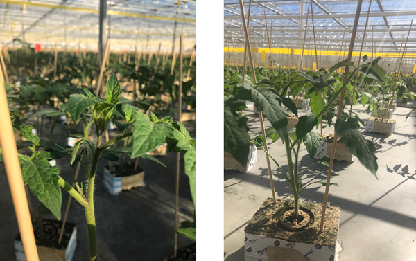 sterke tros plant in deze fase nog compact