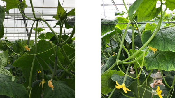 trosopbouw Radiance goede sterke tros 3 dagen na planten