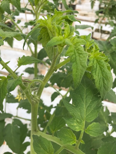 Er moet flink tempo op de plant