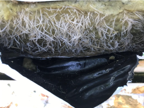 Sterke wortelontwikkeling