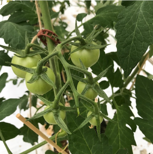 Eerste tros al flinke uitgroei