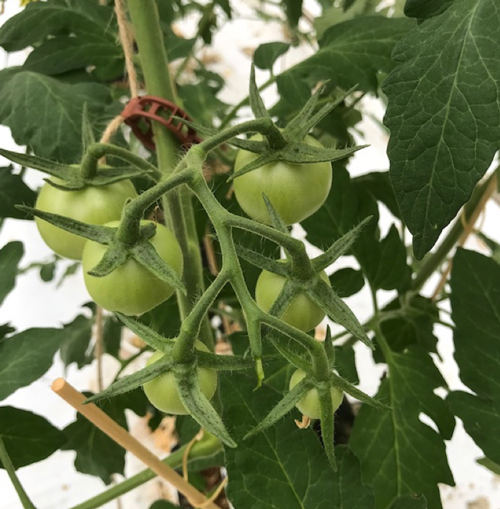 Eerste tros al flinke uitgroei