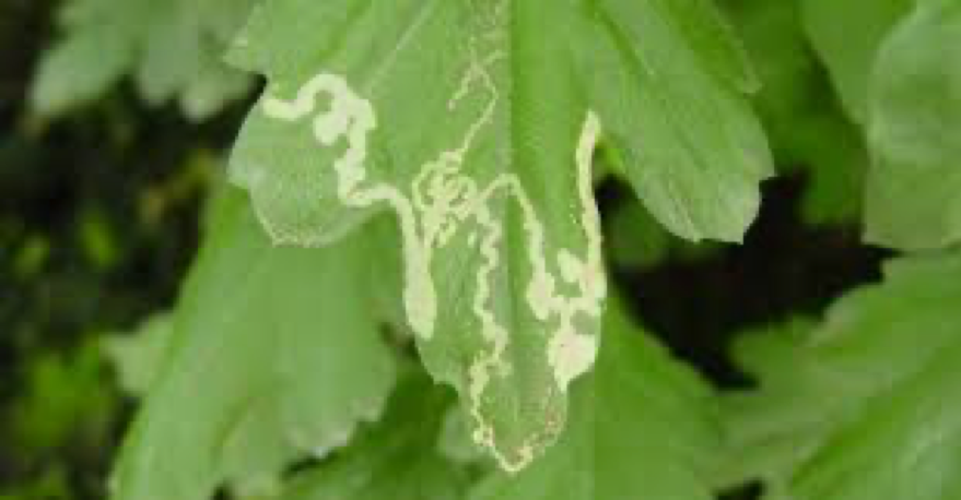 Foto: schade Tuta absoluta