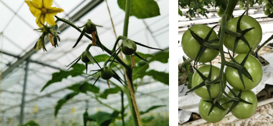 zetting bij Radiance laat. goede grofheid eerste tros Radiance