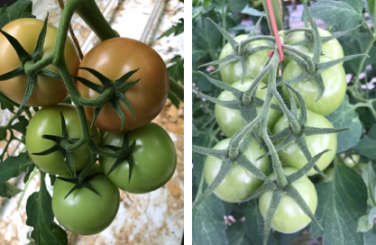 Foto links: eerste kleuring vruchten. Foto rechts: 4 trossen teelt. Sterke laatste tros op 7 vruchten.