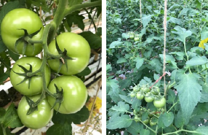 Foto links: grofheid eerste tros goed. Foto rechts: sterk gewas bovenin. Weinig groeivlekken.