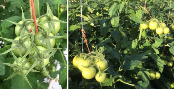 Foto links: laatste tros 2020. Foto rechts: laatste tros 2018