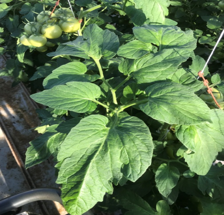 Foto: de bovenste bladeren zijn weer sterker