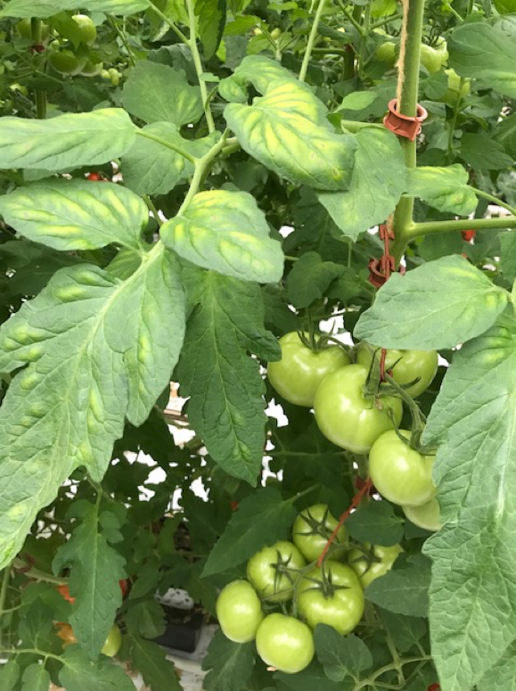 Foto: magnesiumgebrek