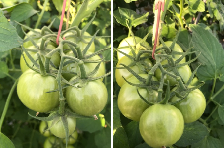 Foto links: puntvrucht matig. Foto rechts: 7de vrucht gelijkmatige groei