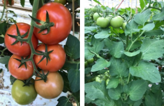 Foto links: goede doorkleuring 1ste tros. Foto rechts: sterk gewas qua bladstand en kleur.