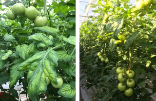 Foto: magnesiumgebrek