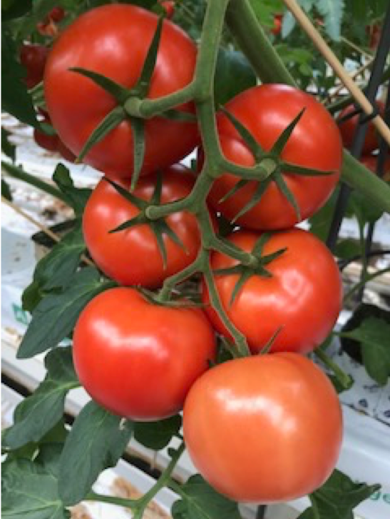 Foto: mooie kwaliteit 1ste tros Speedella.