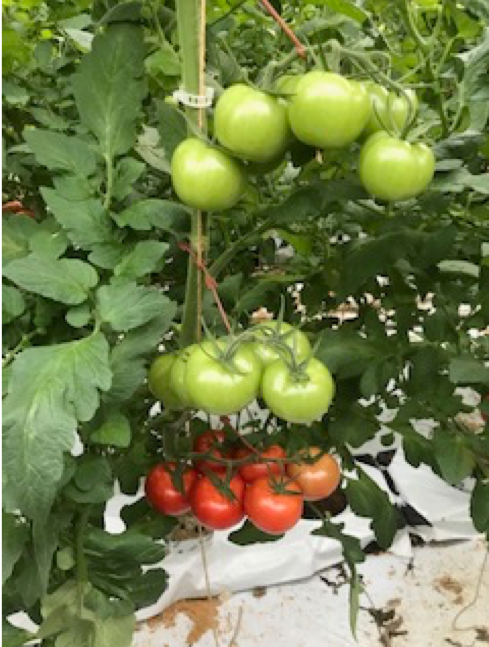 Foto: open gewas Radiance met goede grofheid 2de en 3de tros.