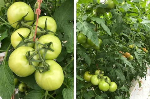 Foto: sterke uitgroei laatste tros. Foto: sterk gewas met goede grofheid trossen.