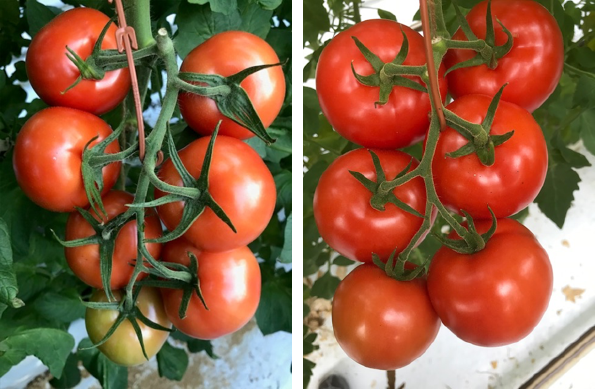 Foto links: Sterke 3de tros Radiance. Foto rechts: mooie groene delen 2de tros Speedella.