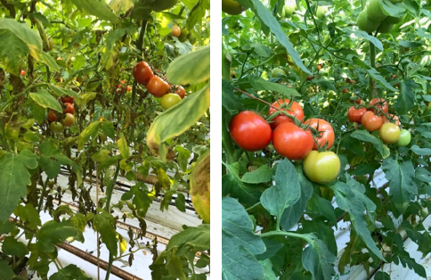 veel slijtage blad. terk blad onderin