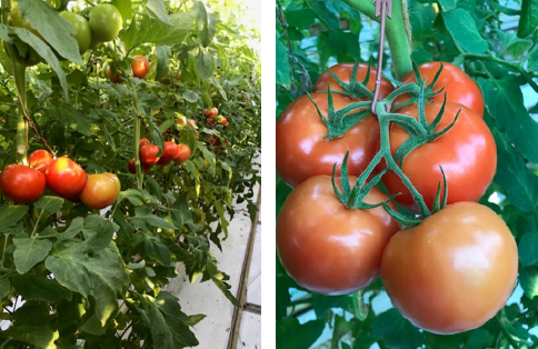 productie potentie. sterke groene delen v/d vruchten