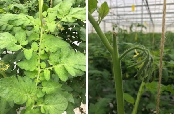 Foto links: groeivlekken Radiance, Foto rechts: sterke 5de tros Radiance