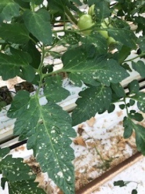 Foto: te veel rupsenvraat