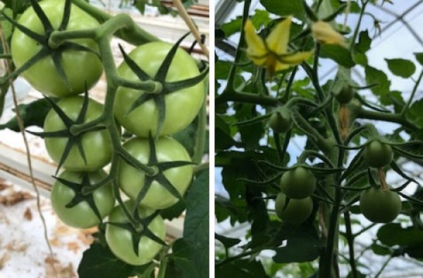 Foto links: mooie 1ste tros Speedella, Foto rechts: goede regelmatige zetting Speedella