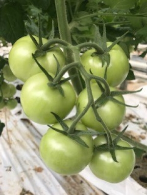 Foto: eerste tros Radiance sterk