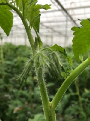 Foto: laatste bloei komt laat