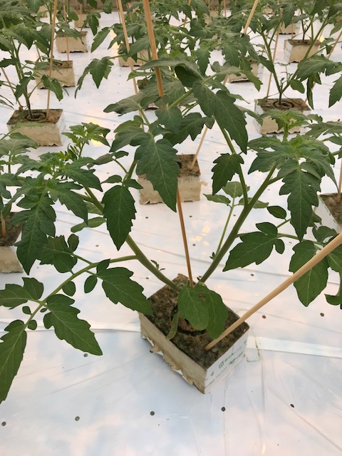 Foto: mooi gelijke stengels 