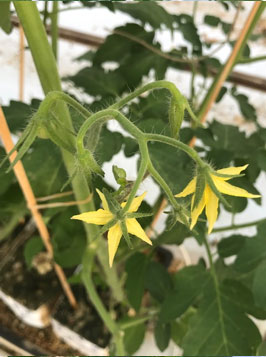Foto: goede sterke tros  3 dagen na planten