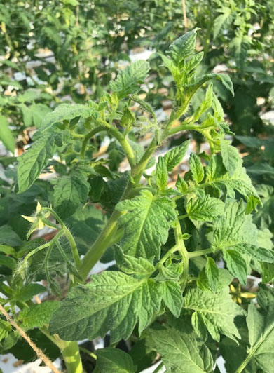 Foto: sterke kop Speedella	