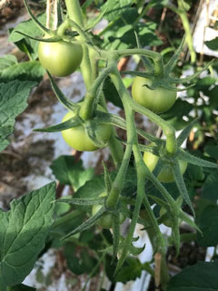 Goede vorm eerste tros