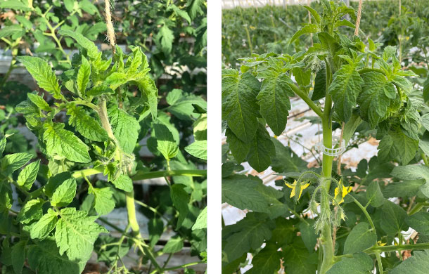 Links: kop Radiance. Rechts: kop Speedella