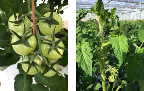 Links: troshaak 1ste tros bij Radiance  - Rechts: sterke kop bij Radiance