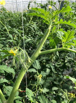 Kop op 2 bladeren boven de tros getopt