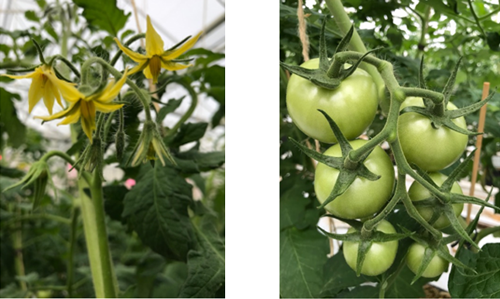 Links: goede tros vorm Speedella - Rechts: vrij kort geschakelde 1ste tros Speedella 