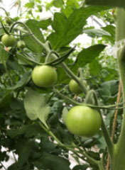 Links: troshaak 1ste tros bij Radiance  - Rechts: sterke kop bij Radiance