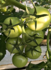 Links: goede tros vorm Speedella - Rechts: vrij kort geschakelde 1ste tros Speedella 