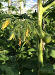 Links: goede tros vorm Speedella - Rechts: vrij kort geschakelde 1ste tros Speedella 