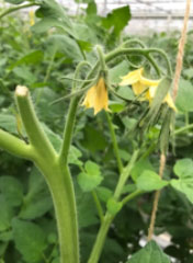 Links: troshaak 1ste tros bij Radiance  - Rechts: sterke kop bij Radiance