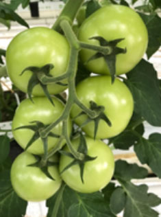 Foto: mooie trosvorm Speedella