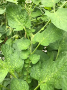 Foto: groeivlekken bij Radiance