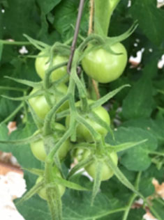 Foto: goed gezette 3de tros Speedella