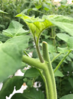 Foto: sterke scheut Speedella 