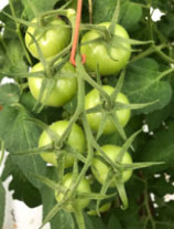 Foto: goed gezette 7de vrucht op de 3de tros