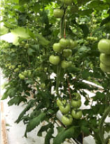 Foto: open gewas Radiance. 