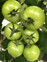 Foto: kort grof geschakelde tros            