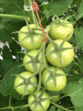 Foto: grove tros met 7 vruchten 