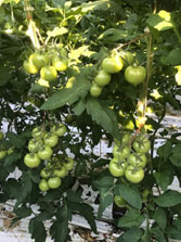 Foto: Open gewas door veel blad te plukken                                    