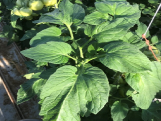 Foto: bovenste bladeren zijn weer sterker                                                                                                  